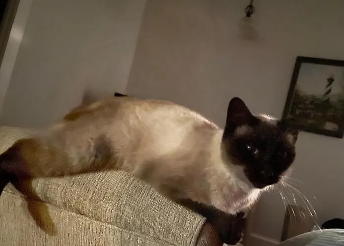 150 Year Old Restored Lincolnville Cottage St. Augustine