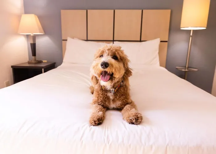 Sonesta Simply Suites Pittsburgh Airport Imperial