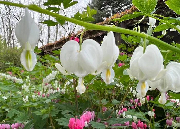 1795 Acorn Inn Bed And Breakfast Canandaigua