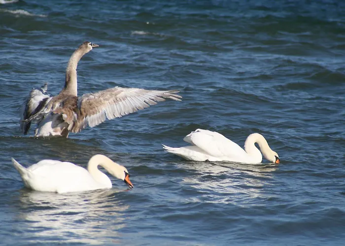 Boltenhagen (Ostseebad) Hotels