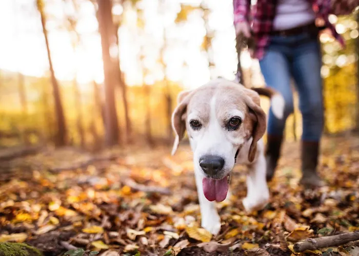 Hotel Becket, BW Signature Collection South Lake Tahoe