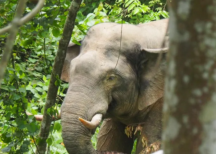 Bukit Lawang Hotels