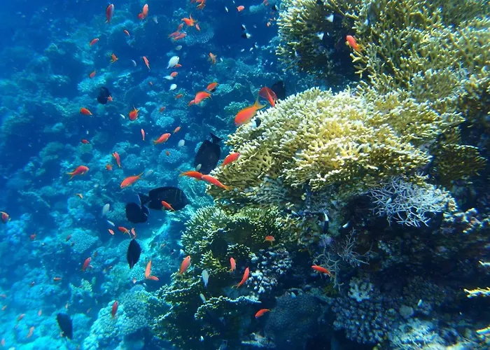 Marsa Alam Hotels