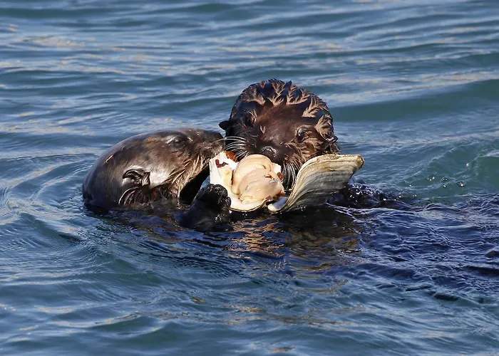 Blue Sail Inn Morro Bay
