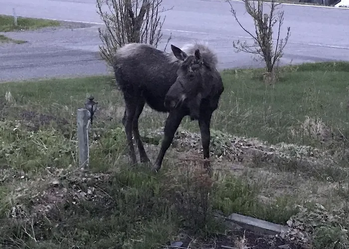 Halcyon Heights B&B/Inn Homer