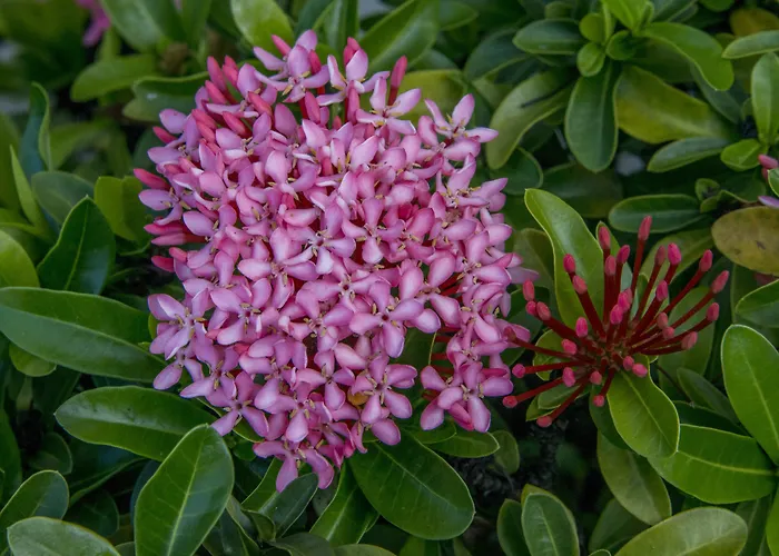 Aquarius Vacation Club At Dorado Del Mar Hotel