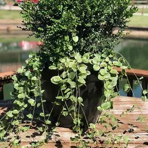 Bullwinkles Rustic Lodge Poplar Bluff