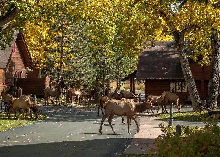 Rams Horn Village Resort Estes Park