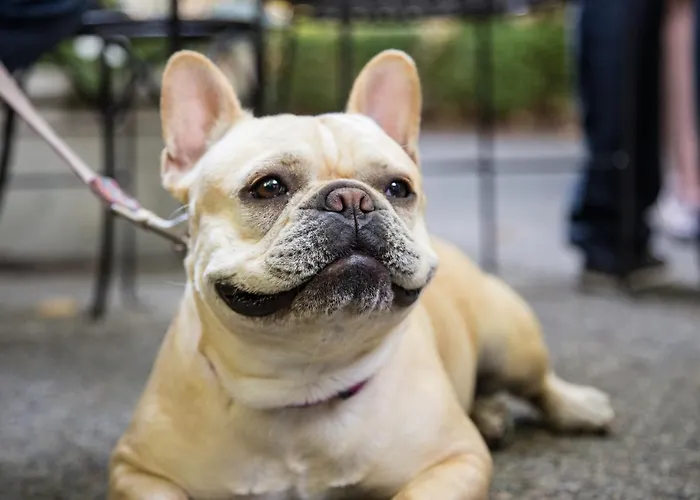 Cottage Grove Inn Calistoga