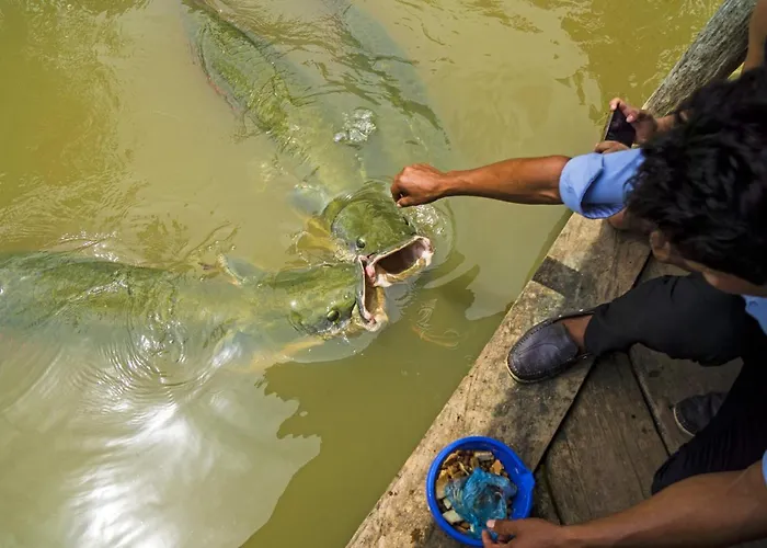 Amazon Oasis Floating Lodge Iquitos