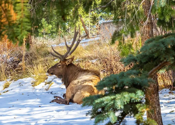 Streamside On Fall River Estes Park